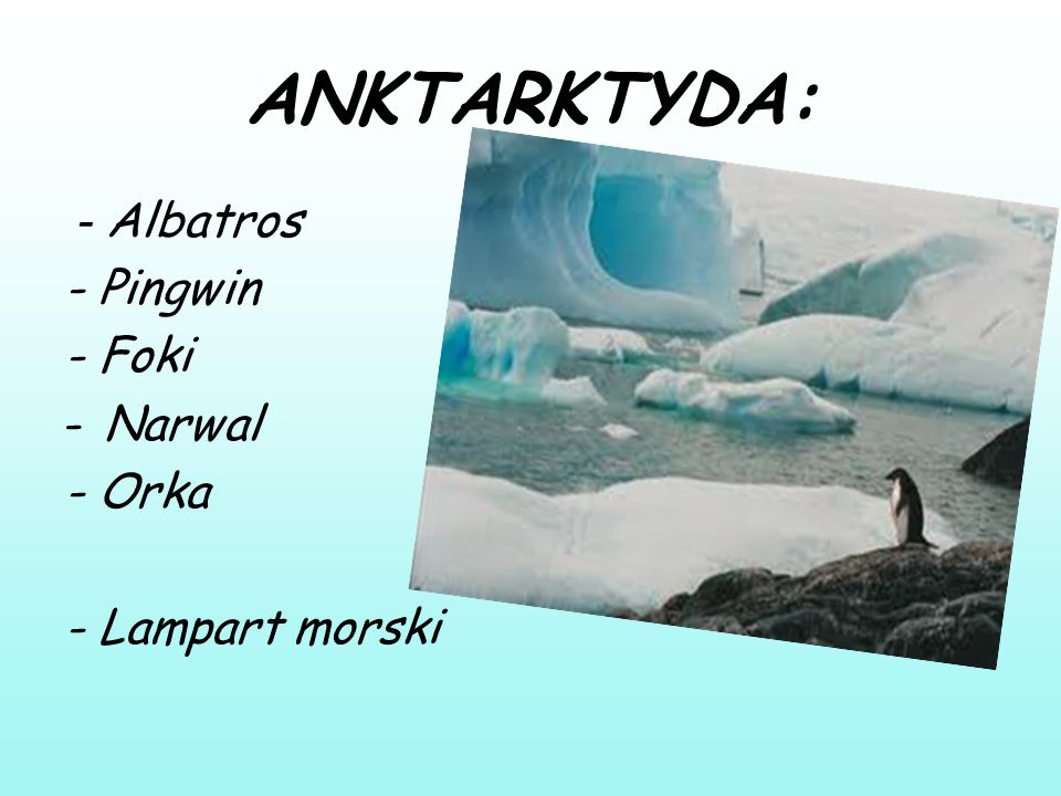 Zwierzęta antarktydy